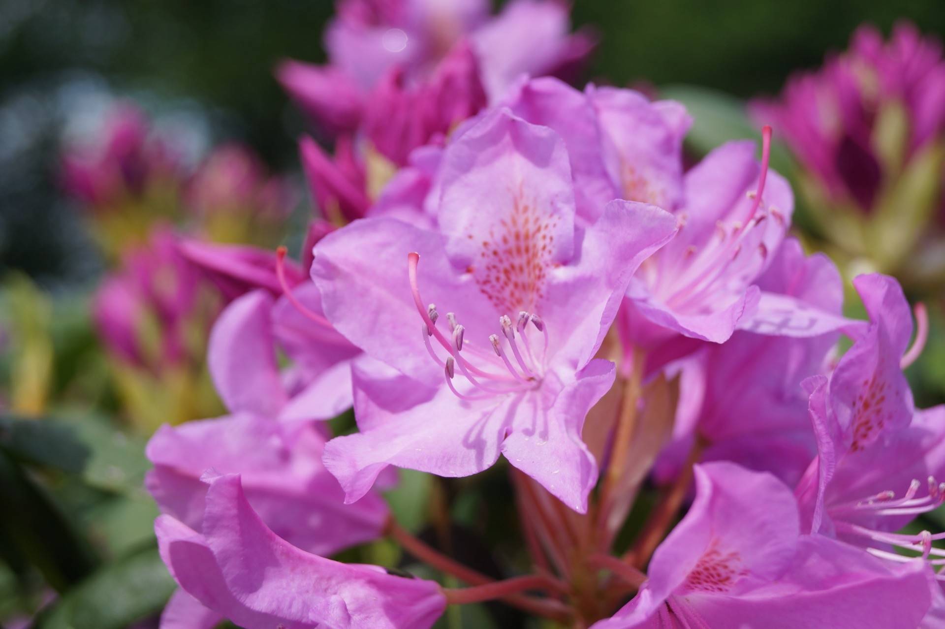 Rhododendron Roseum Elegans_01